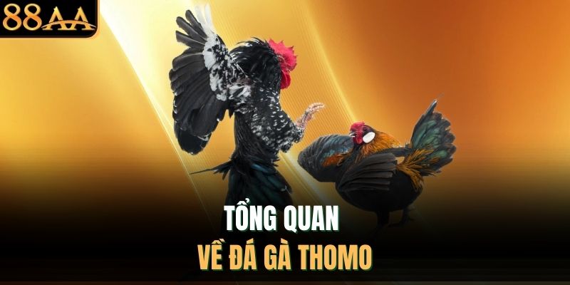 Tổng quan về đá gà Thomo